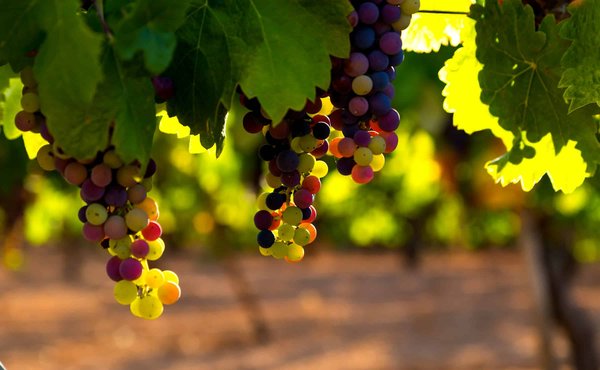 Comment organiser une visite des vignobles en Afrique du Sud sans voiture?